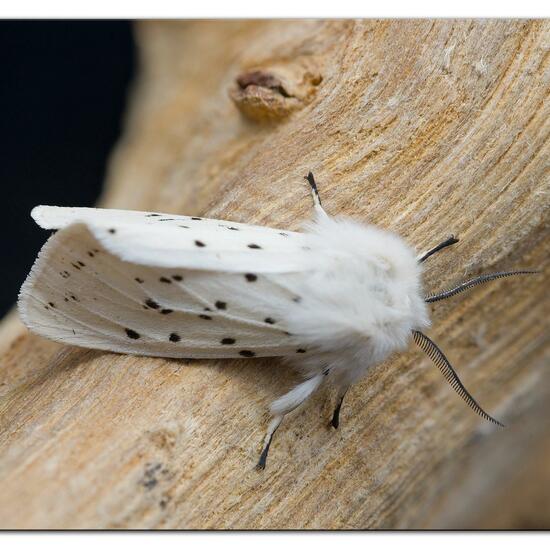 Spilosoma lubricipeda: Animal in habitat Garden in the NatureSpots App