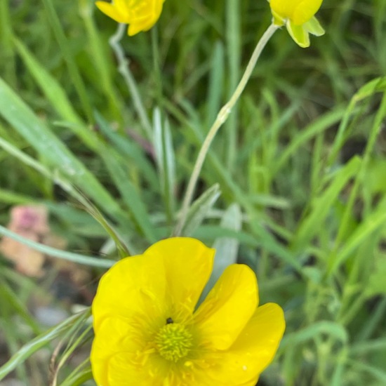 Ranunculus illyricus: Plant in habitat Temperate forest in the NatureSpots App