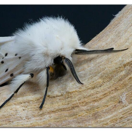 Spilosoma lubricipeda: Animal in habitat Garden in the NatureSpots App