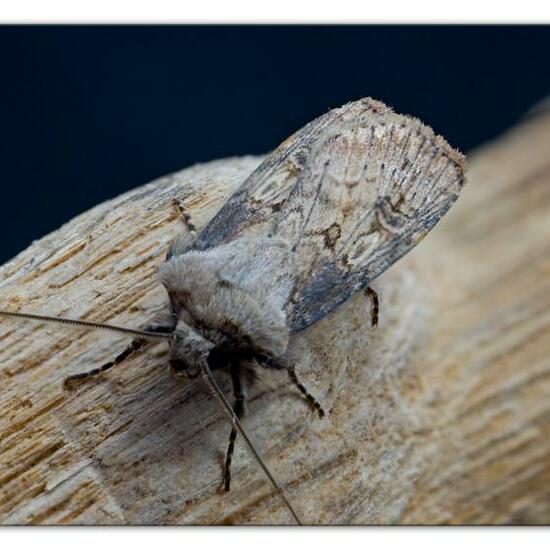 Agrotis puta: Animal in habitat Garden in the NatureSpots App