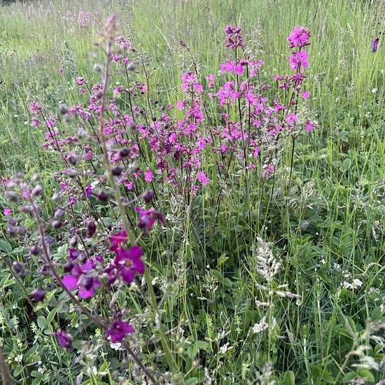 Purple mullein: Plant in habitat Shrubland in the NatureSpots App