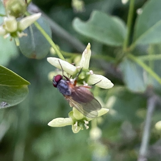 European spindle: Plant in habitat Temperate forest in the NatureSpots App