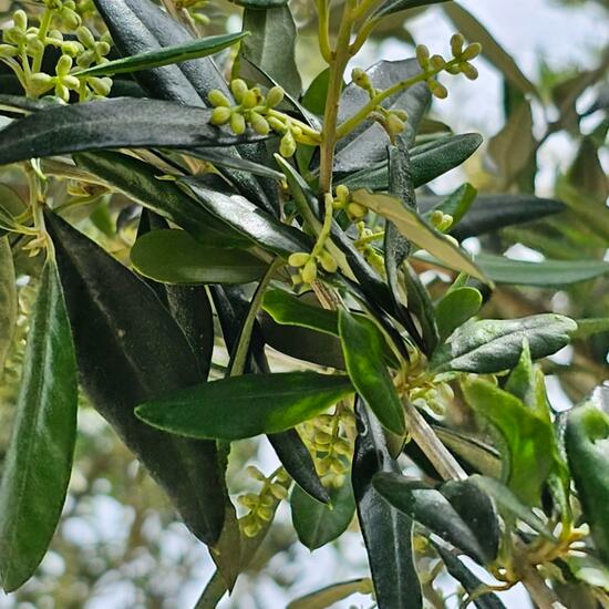 Olea europaea: Plant in habitat Semi-natural grassland in the NatureSpots App