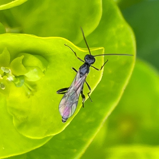 Ichneumonidae: Animal in habitat Buffer strip in the NatureSpots App