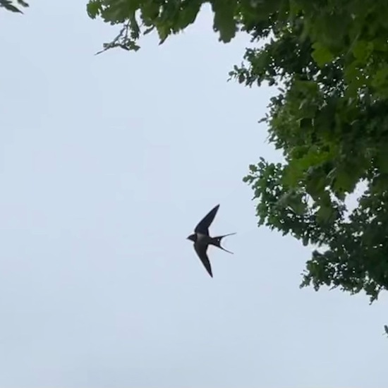 Barn Swallow: Animal in habitat Buffer strip in the NatureSpots App