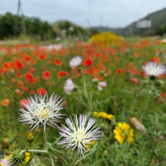 Papaveraceae: Plant in habitat Semi-natural grassland in the NatureSpots App