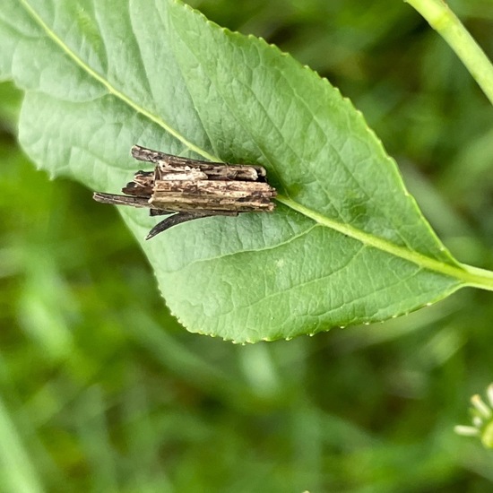 Psyche casta: Animal in habitat Buffer strip in the NatureSpots App