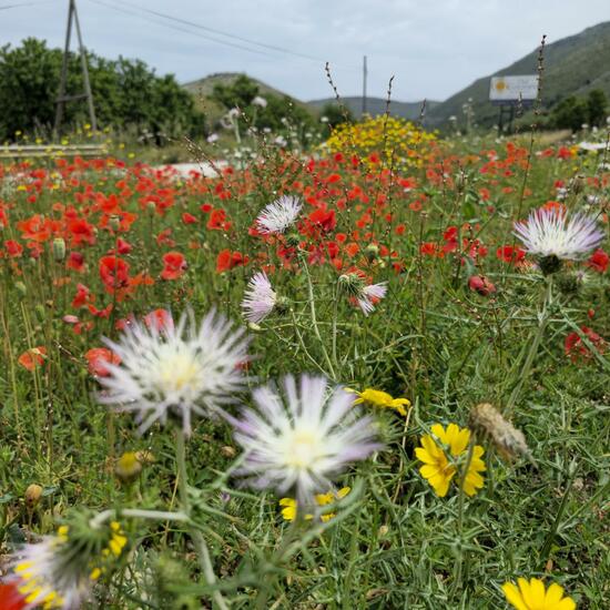 Papaveraceae: Plant in habitat Semi-natural grassland in the NatureSpots App