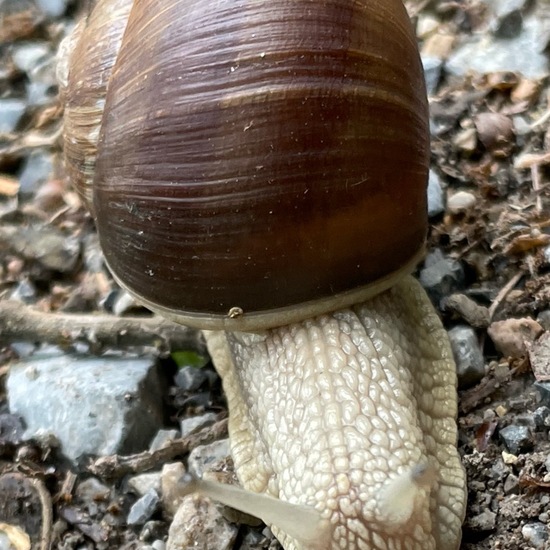 Helix pomatia: Animal in habitat Temperate forest in the NatureSpots App