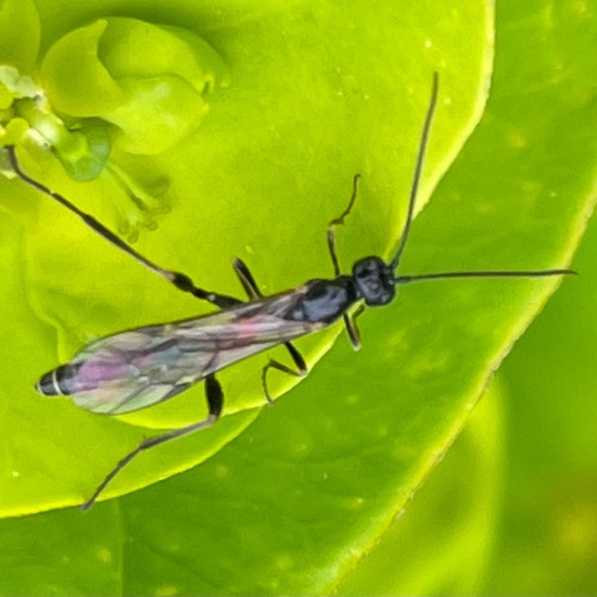 Ichneumonidae: Animal in habitat Buffer strip in the NatureSpots App