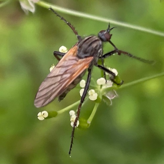 Empis tessellata: Animal in habitat Temperate forest in the NatureSpots App