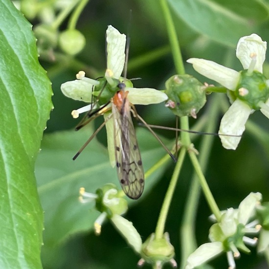 Nematocera: Animal in habitat Buffer strip in the NatureSpots App