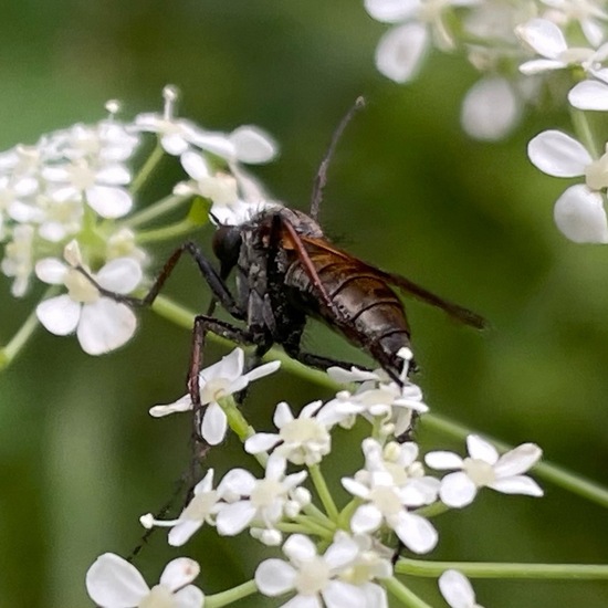 Empis tessellata: Animal in habitat Temperate forest in the NatureSpots App