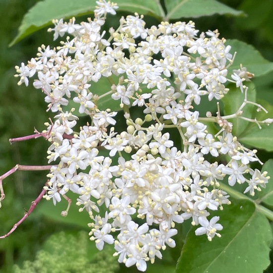 Sambucus nigra: Plant in habitat Temperate forest in the NatureSpots App