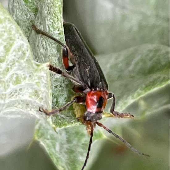 Cantharis fusca: Animal in habitat Buffer strip in the NatureSpots App