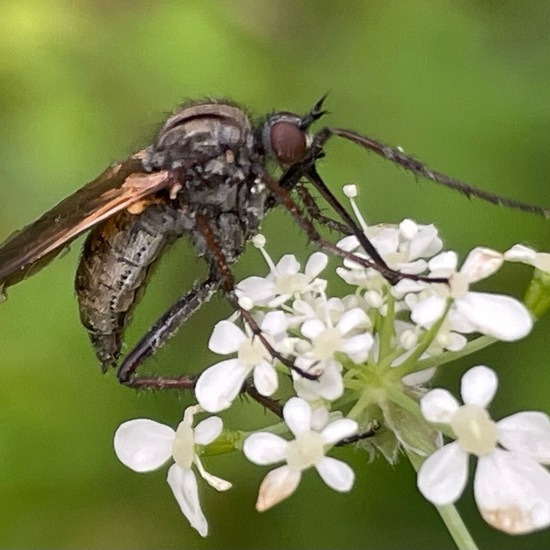 Empis tessellata: Animal in habitat Temperate forest in the NatureSpots App