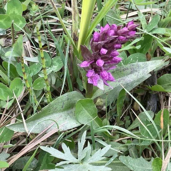 Dactylorhiza majalis: Plant in habitat Bog in the NatureSpots App