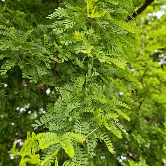 another species: Plant in habitat Park in the NatureSpots App