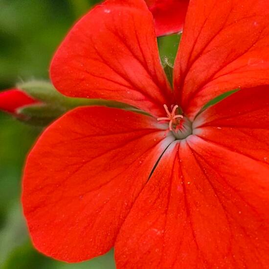 Pelargonium subg. Pelargonium: Plant in habitat Flowerbed in the NatureSpots App