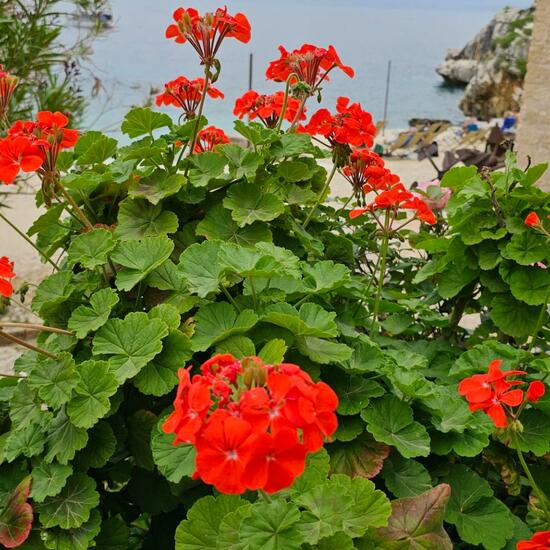 Pelargonium subg. Pelargonium: Plant in habitat Flowerbed in the NatureSpots App