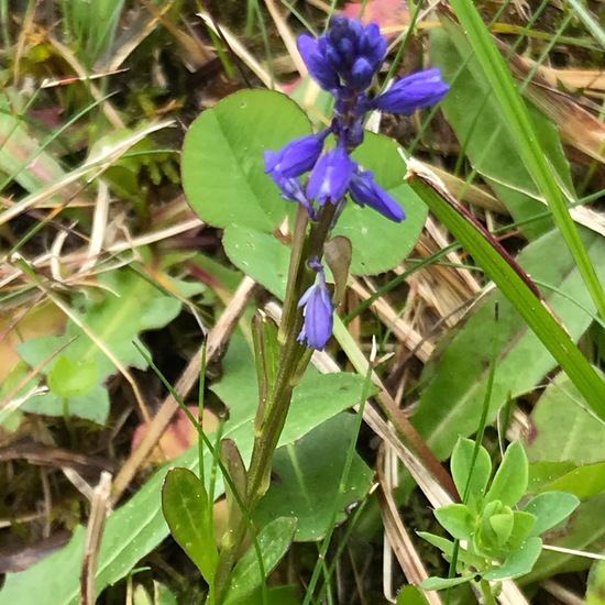 Bitter milkwort: Plant in habitat Bog in the NatureSpots App