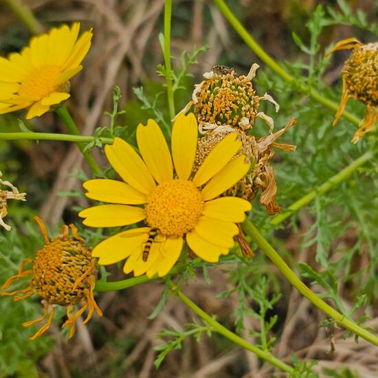 another species: Plant in habitat Rocky coast in the NatureSpots App