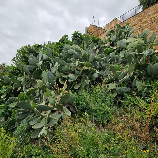 Opuntia helleri: Plant in habitat Rocky coast in the NatureSpots App