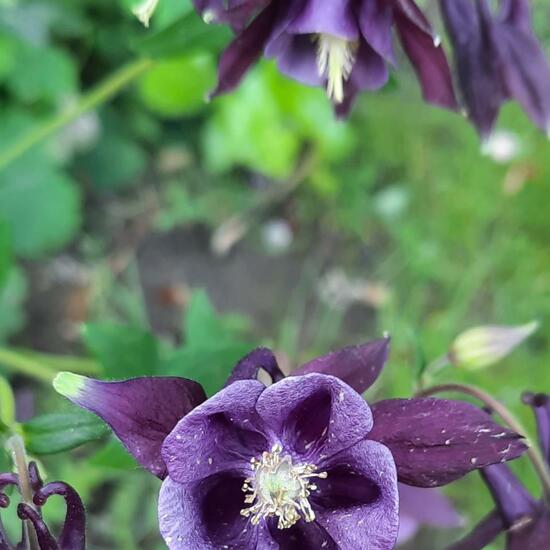 Aquilegia vulgaris: Plant in nature in the NatureSpots App