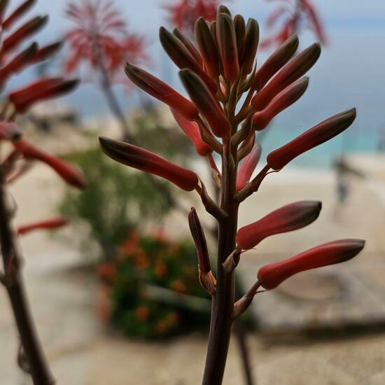 another species: Plant in habitat Rocky coast in the NatureSpots App