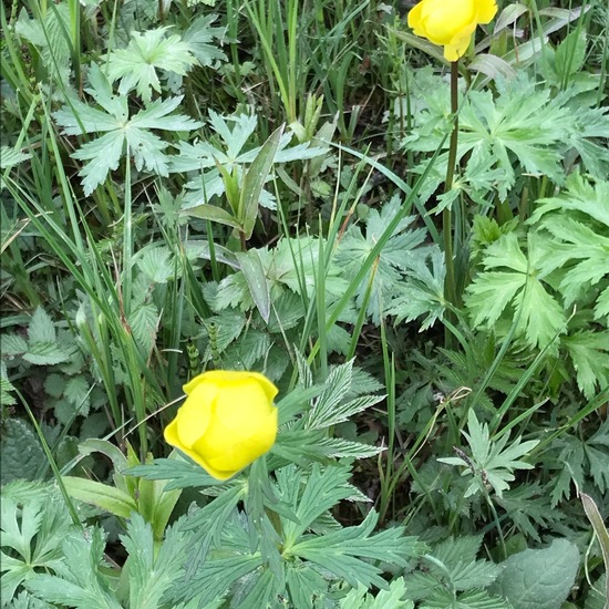 Trollius europaeus: Plant in habitat Bog in the NatureSpots App