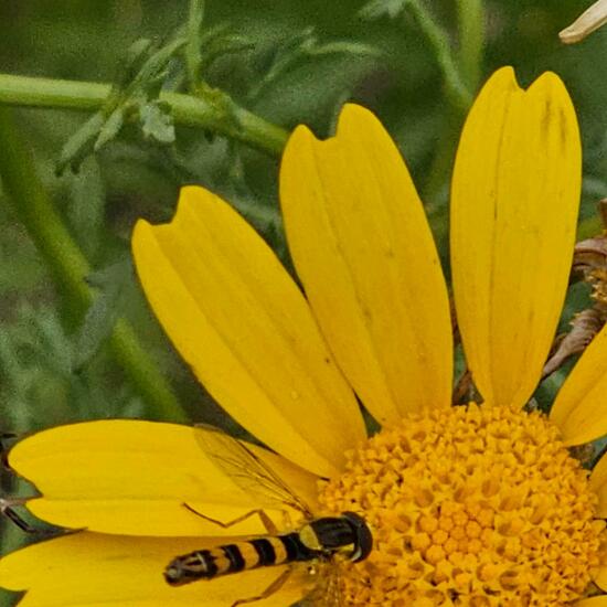 another species: Plant in habitat Rocky coast in the NatureSpots App