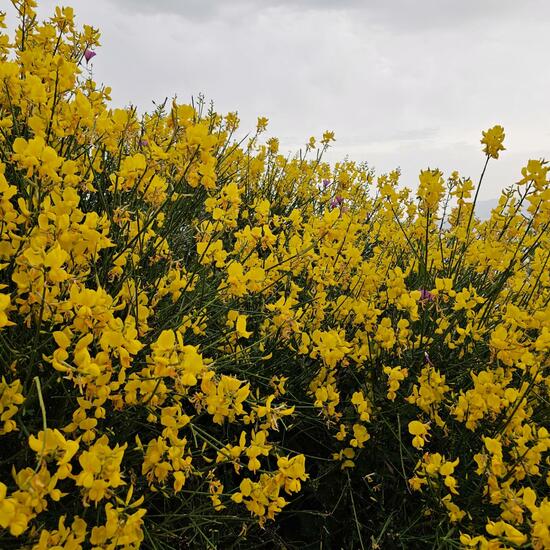 another species: Plant in habitat Rocky coast in the NatureSpots App