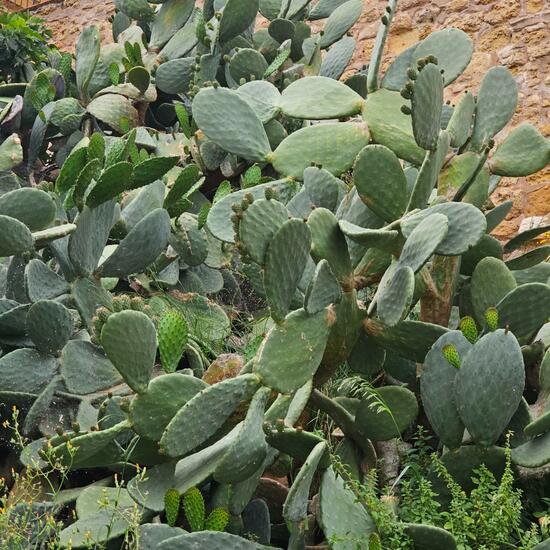 Opuntia helleri: Plant in habitat Rocky coast in the NatureSpots App