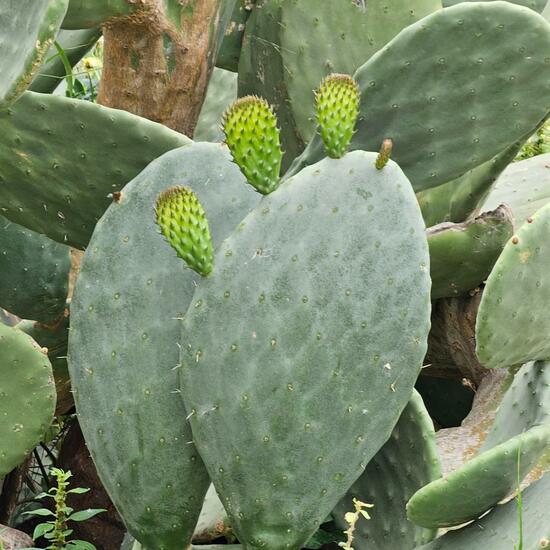 Opuntia helleri: Plant in habitat Rocky coast in the NatureSpots App