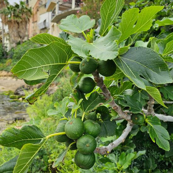 Ficus carica: Plant in habitat Rocky coast in the NatureSpots App