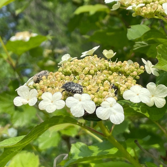 Oxythyrea funesta: Animal in habitat Shrubland in the NatureSpots App