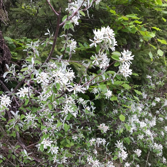 Amelanchier: Plant in habitat Temperate forest in the NatureSpots App