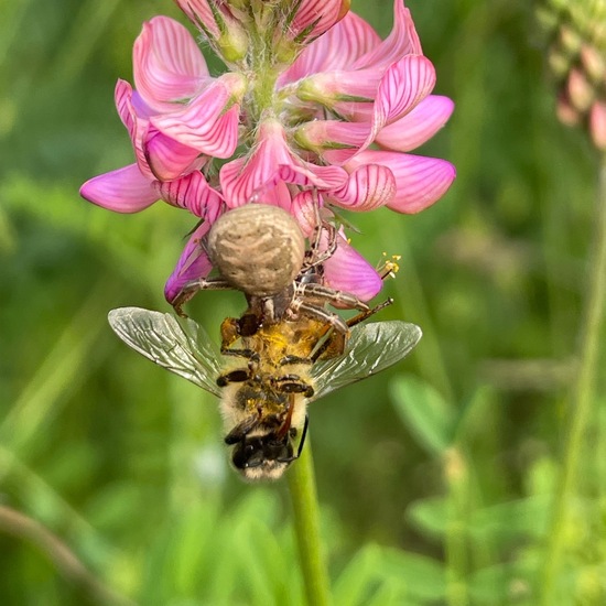 Thomisidae: Animal in habitat Buffer strip in the NatureSpots App