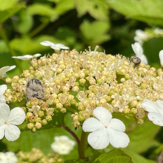 Cephidae: Animal in habitat Shrubland in the NatureSpots App