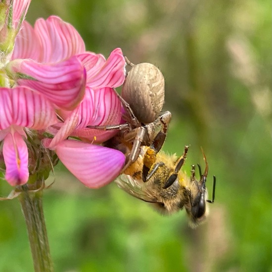 Thomisidae: Animal in habitat Buffer strip in the NatureSpots App