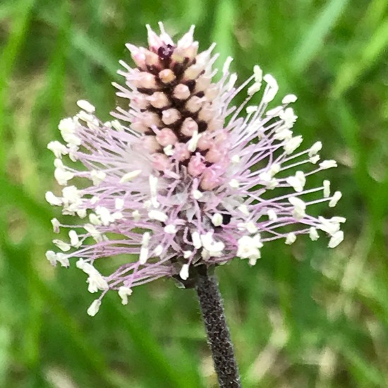 Plantago media: Plant in habitat Riparian forest in the NatureSpots App