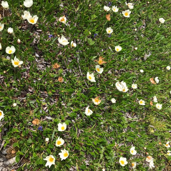 Dryas octopetala: Plant in habitat Brownfield land in the NatureSpots App