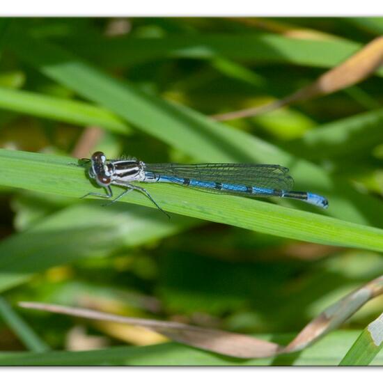 Azure damselfly: Animal in habitat Buffer strip in the NatureSpots App