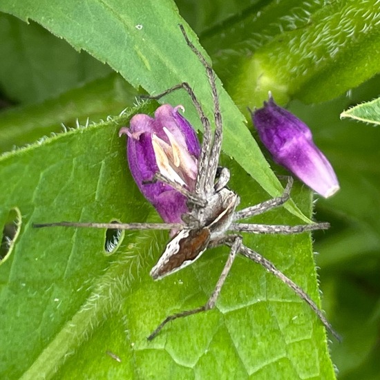 Pisaura mirabilis: Animal in habitat Buffer strip in the NatureSpots App