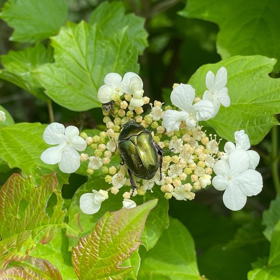 Viburnum opulus: Plant in habitat Shrubland in the NatureSpots App