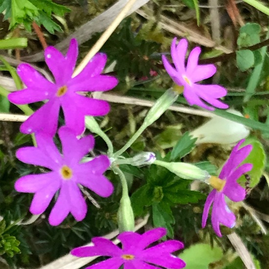 Primula farinosa: Plant in habitat Riparian forest in the NatureSpots App