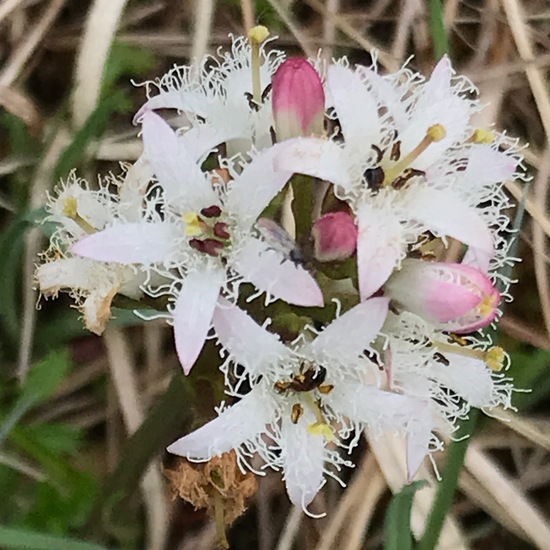 Menyanthes trifoliata: Plant in habitat Bog in the NatureSpots App