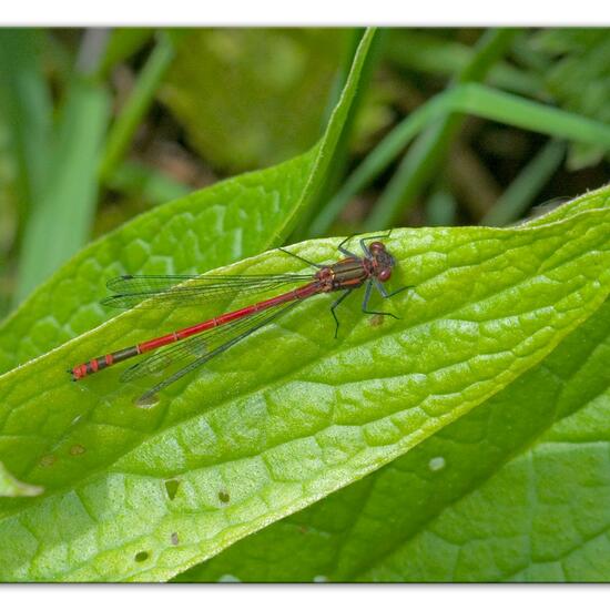 Large Red Damselfly: Animal in habitat Buffer strip in the NatureSpots App