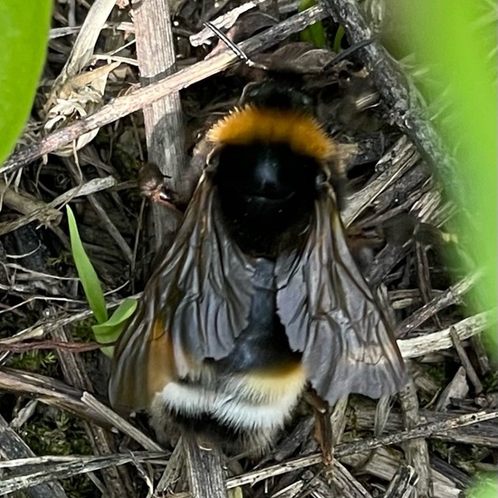 Bombus vestalis: Animal in habitat Agricultural meadow in the NatureSpots App