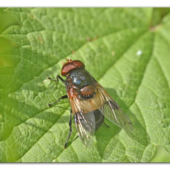 Volucella pellucens: Animal in habitat Natural Meadow in the NatureSpots App